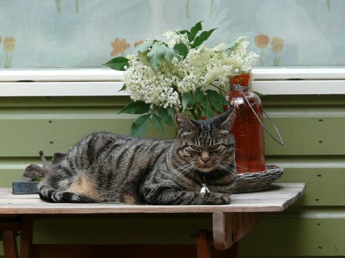 Foto 7: onze Kater voor het Atelier.