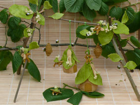 Atelier Tintangel: Hoog in de Lindeboom